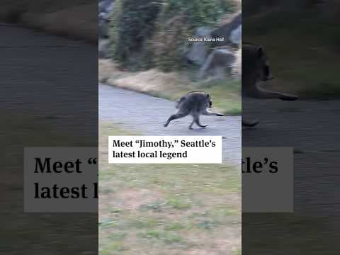 Jimothy the raccoon