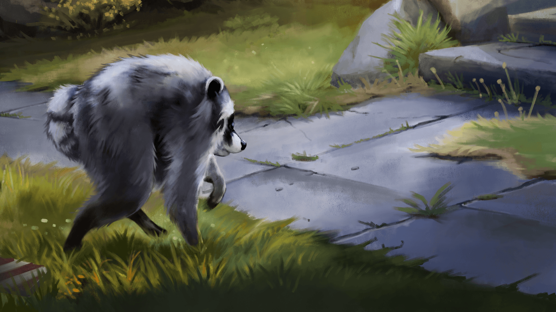 Jimothy the raccoon, a pale raccoon with blue eyes, walking across a stone path through the grass